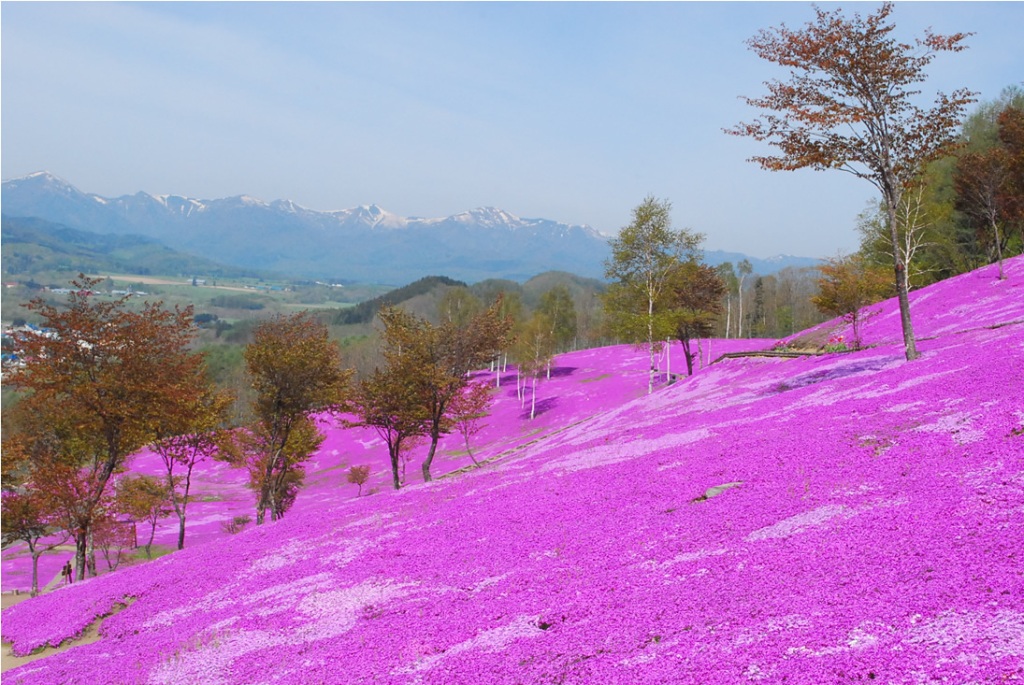 Shibazakura or Pink Moss in Takinoue Park hokkido