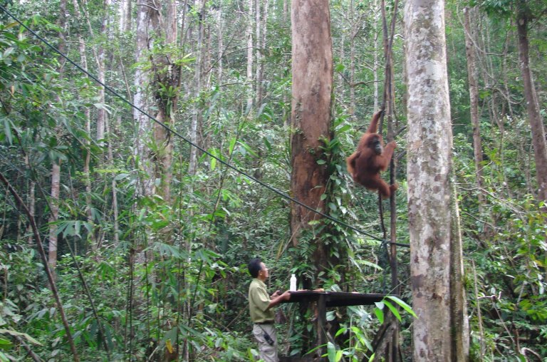 Orangutan Malaysia volunteer