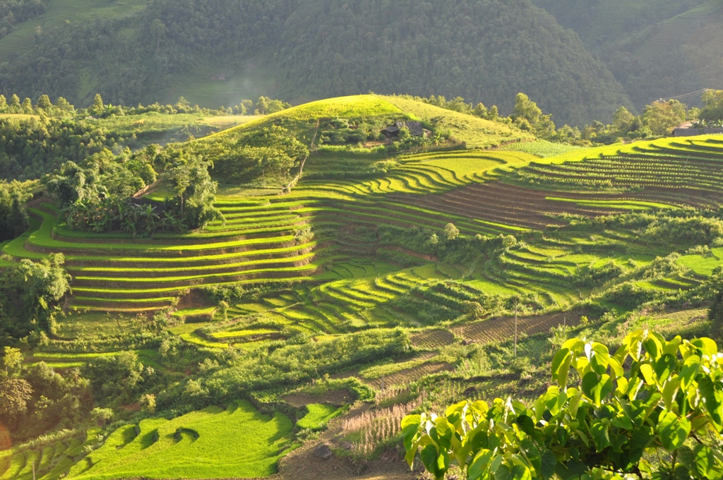 Rice terraces in Sapa