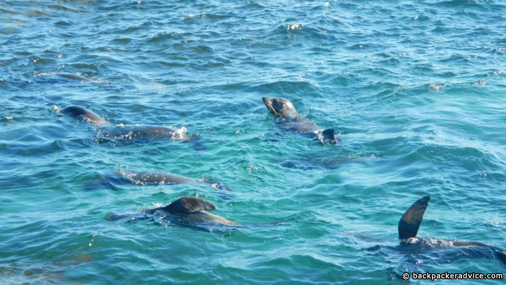 Seals, Rottnest Island