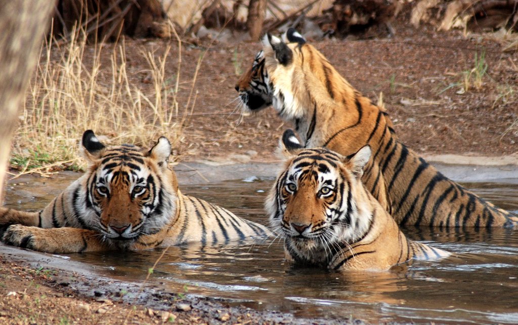 sundarbans national park tiger reserve