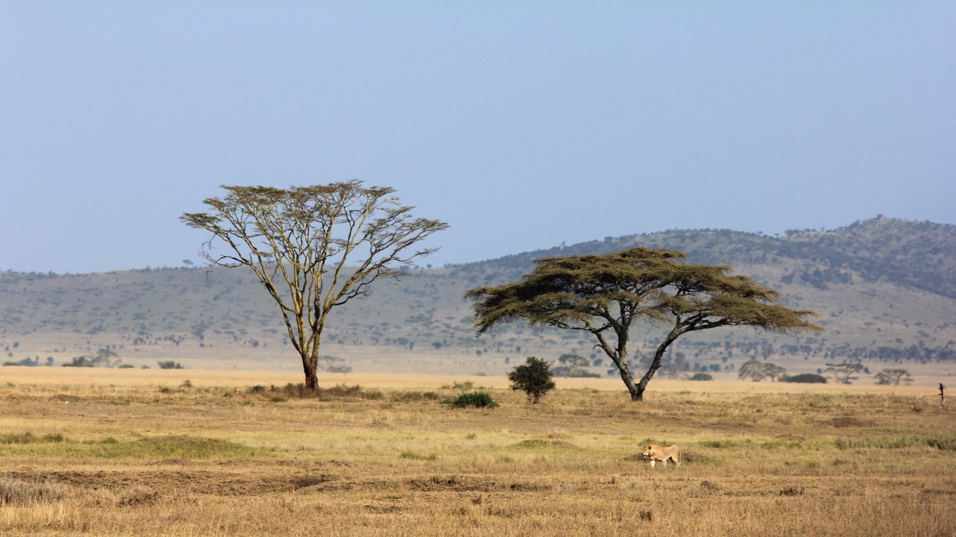 Savannah African Lion Habitat | newhairstylesformen2014.com