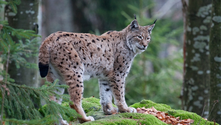 Eurasian Lynx