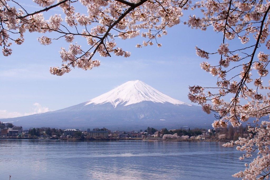 Mt Fuji cherry blossom