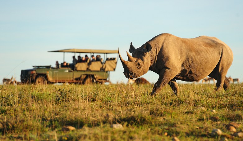 Rhino, Shamwari Game Reserve