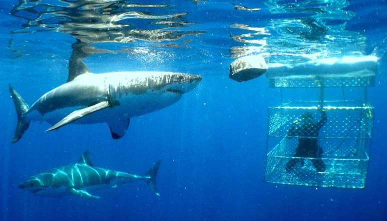 Great White Shark Cage Diving, Gansbaai