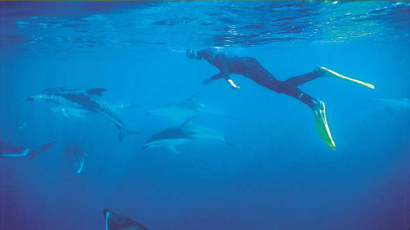 swim with wild dolphins
