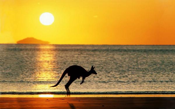 Kangaroo sunset beach