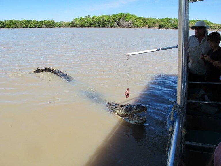 Croc Jumping Adelaide River in Australia