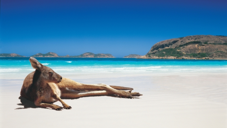 Esperance-Kangaroo-on-Lucky-Bay-Beach