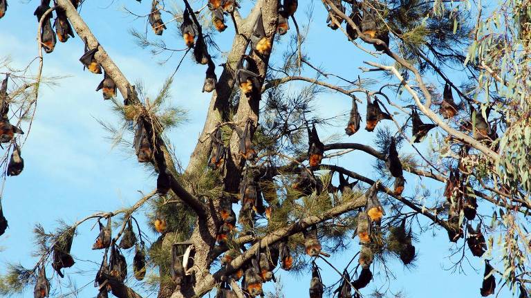Flying Fox Roost
