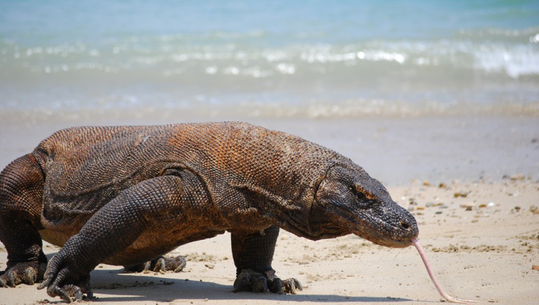 Komodo Dragon on the beach