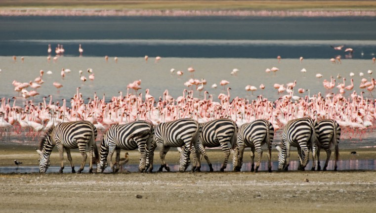 Flamingos and Zebras at a waterhole in Ngorogoro Conservation Area