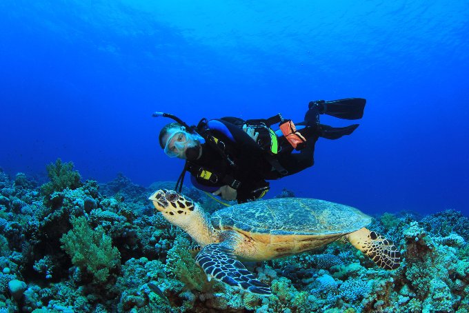 Turtle and scuba diver Tahiti