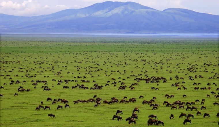 Serengeti plains Wildebeest