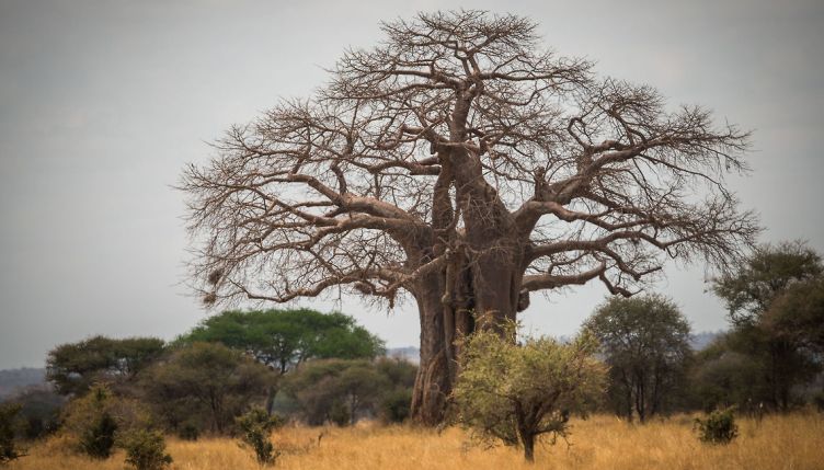 Baobab tree in Tarangire National Park
