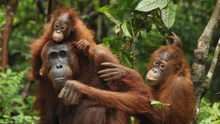 Bukit Lawang Orangutan sanctuary in Gunung Leuser National Park