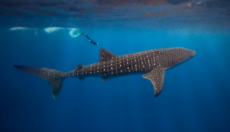 Swim With Whale Sharks At Ningaloo Reef