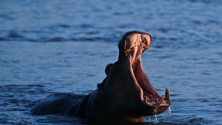 Hippo in Lake Manyara