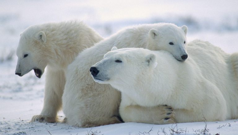 Polar Bears in Churchill
