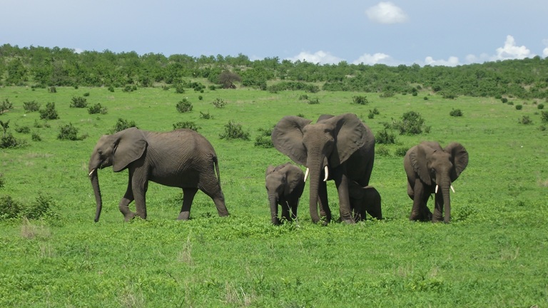 Elephants in Selous Game Reserve