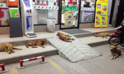 Stray dogs Thailand