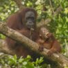 Orangutan in the Bornean jungle trees