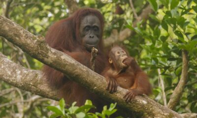 Orangutan in the Bornean jungle trees