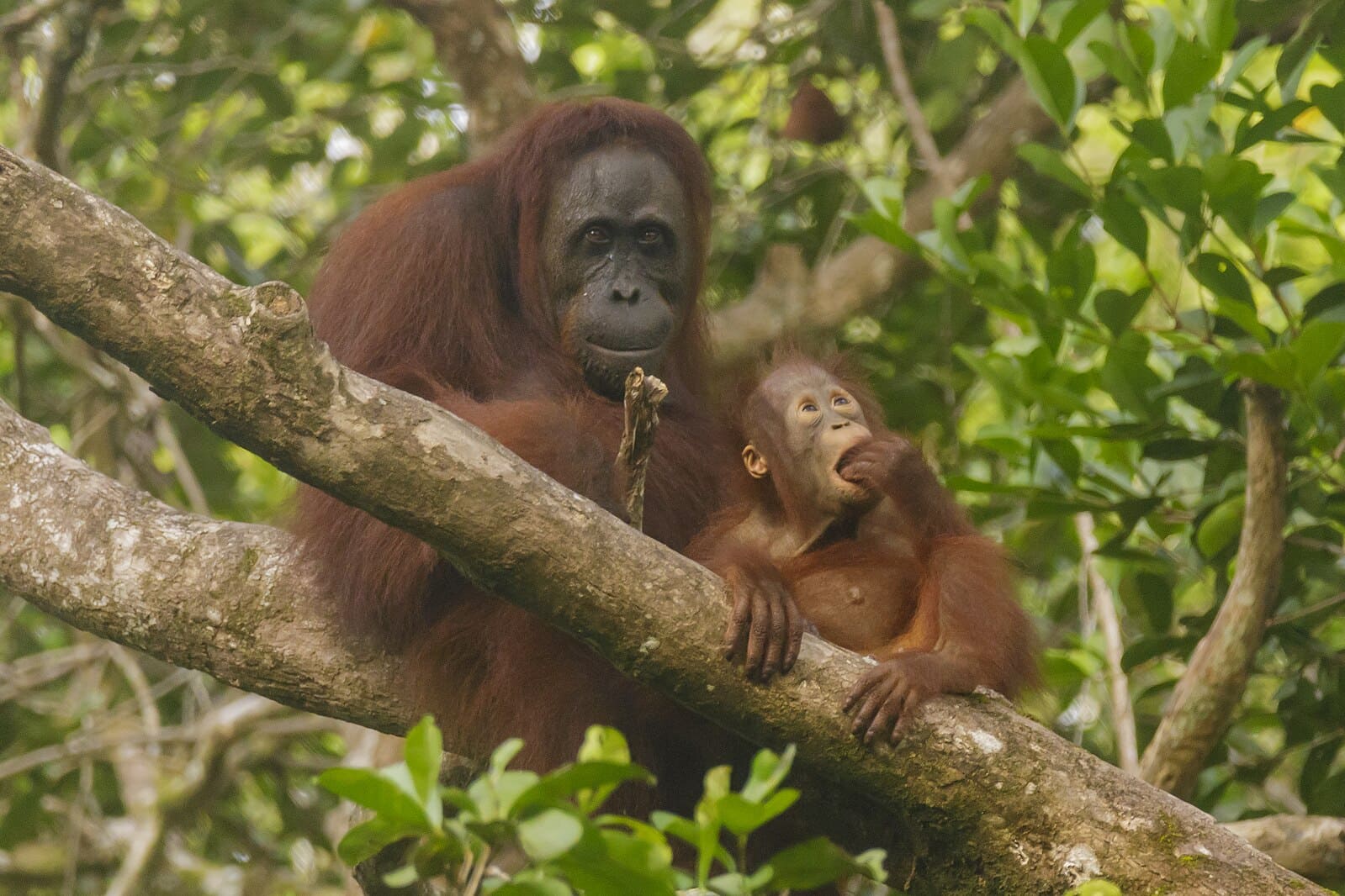Orangutan in the Bornean jungle trees