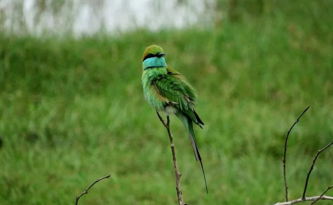 Bee-eater in Sri Lanka