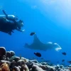 Diving with a manta ray