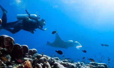 Diving with a manta ray