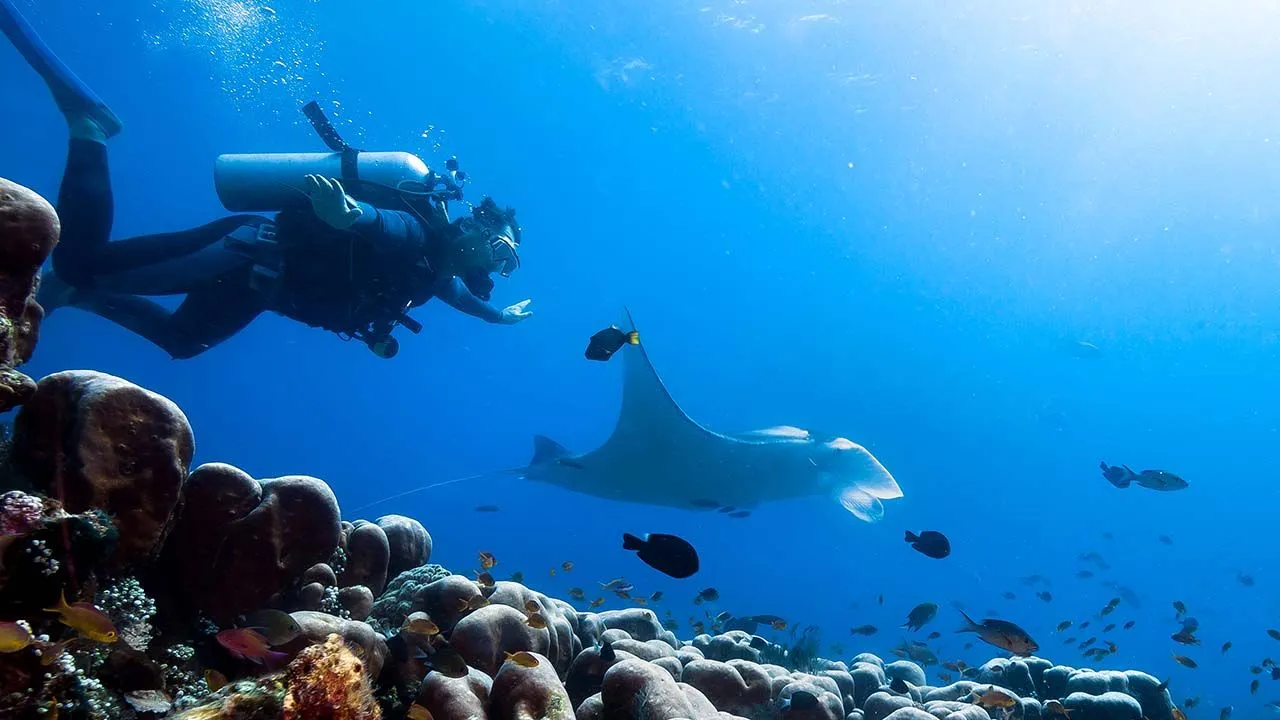 Diving with a manta ray