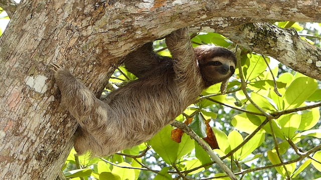 Sloth In Manuel Antonio National Park, Costa Rica