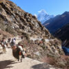 Nepal hiking with yaks