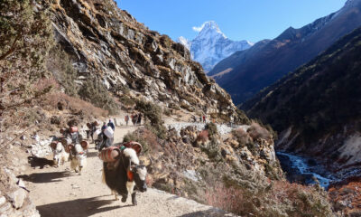 Nepal hiking with yaks