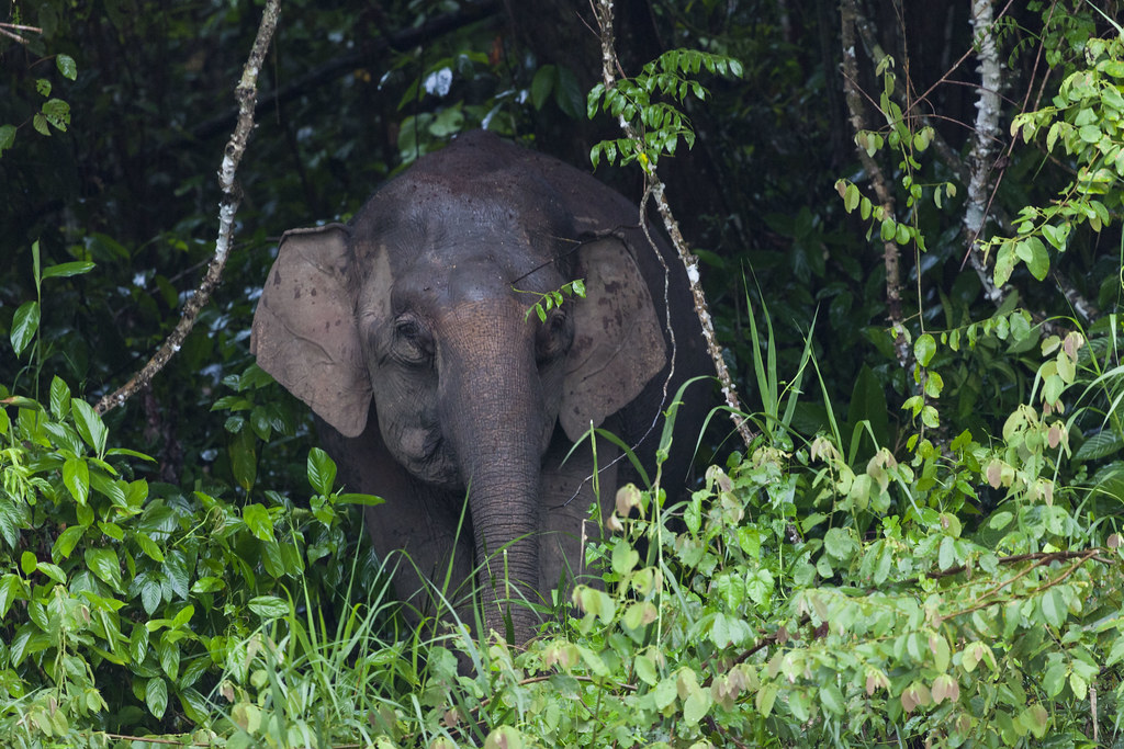 pygmy elephants crossing the river