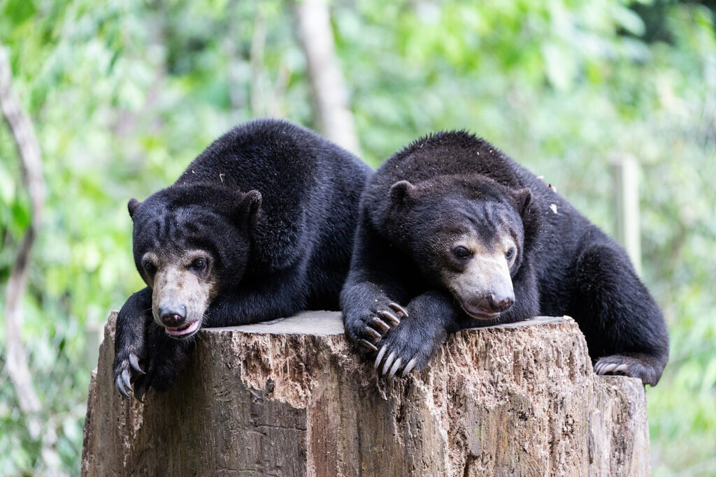 Bornean Sun Bear Conservation Centre