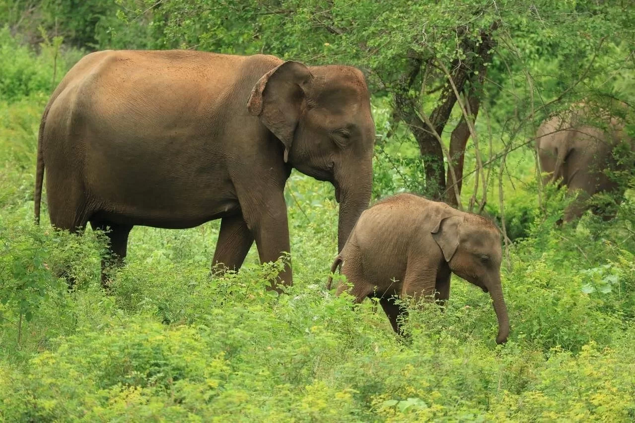 udawalawe-elephants