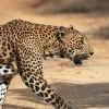 yala-leopard