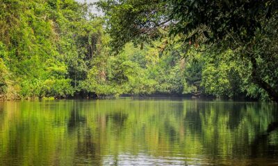 Nature trees and lake