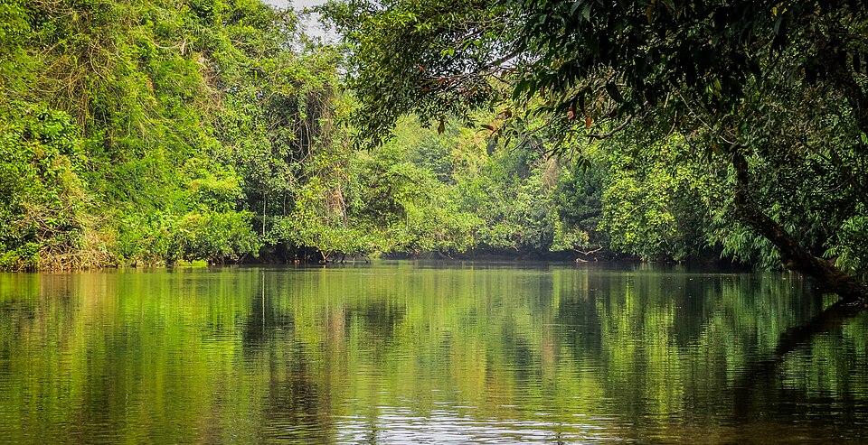 Nature trees and lake
